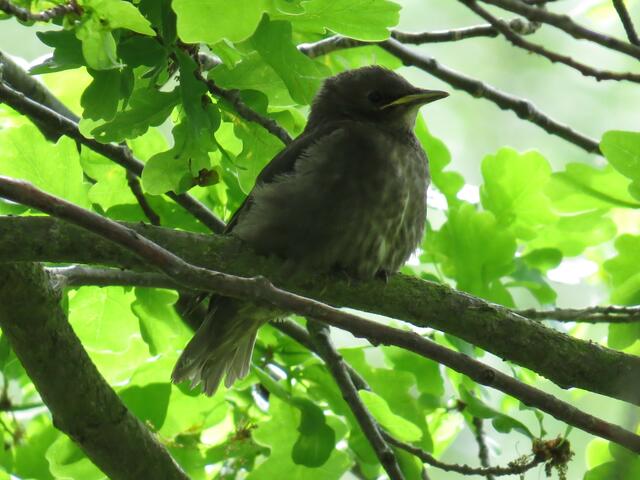 Hunger! - Junger Star wartet auf Mama mit Wurm.