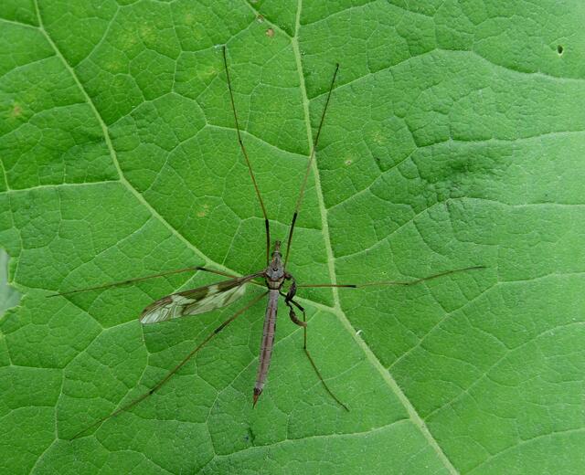 Riesenschnake (Tipula maxima) mit verkrüppeltem Flügel