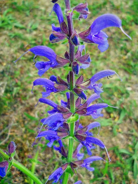 Das NSG der Toten Täler - mit riesigen Orchideen Vorkommen / am 23.5.2015 !