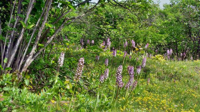 Das NSG der Toten Täler - mit riesigen Orchideen Vorkommen / am 23.5.2015 !