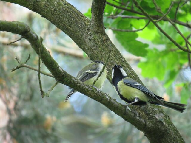 Raubtierfütterung - Kohlmeise mit Jungvogel