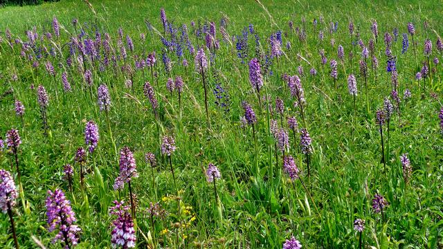 Das NSG der Toten Täler - mit riesigen Orchideen Vorkommen / am 23.5.2015 !