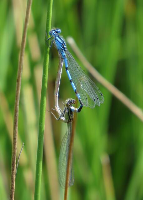 Paarungsrad der Gemeinen Becherjungfer