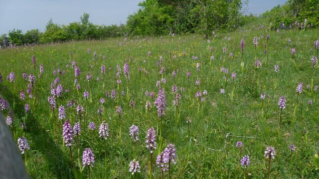 Das NSG der Toten Täler - mit riesigen Orchideen Vorkommen / am 23.5.2015 !