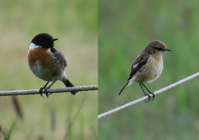Schwarzkehlchen - links Männchen, rechts Weibchen