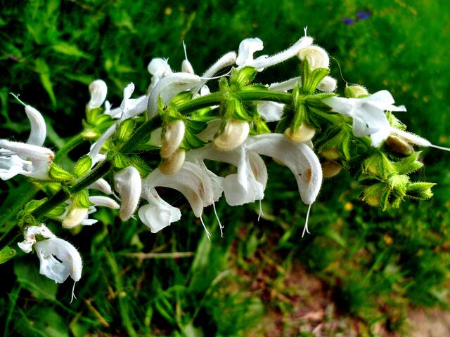 Das NSG der Toten Täler - mit riesigen Orchideen Vorkommen / am 23.5.2015 !