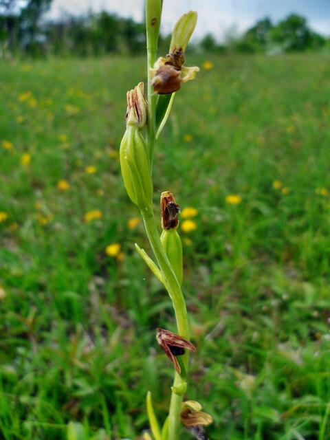 Das NSG der Toten Täler - mit riesigen Orchideen Vorkommen / am 23.5.2015 !