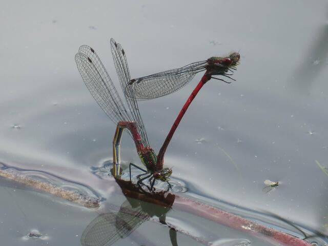 Frühe Adonislibellen bei der Eiablage