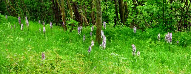 Das NSG der Toten Täler - mit riesigen Orchideen Vorkommen / am 23.5.2015 !