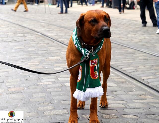 FCA-Fan-Feier auf dem Rathausplatz Augsburg - Foto: Michael Ortner - http://www.ichmagaugsburg.de