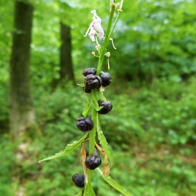Zwiebeltragende Zahnwurz (Cardamine bulbífera)