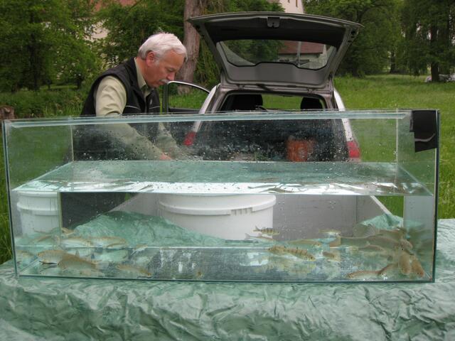 Hubert Schuster, 1. Vorstand des Fischervereins Meitingen, beim Füllen des Schauaquariums | Foto: Werner Dirr
