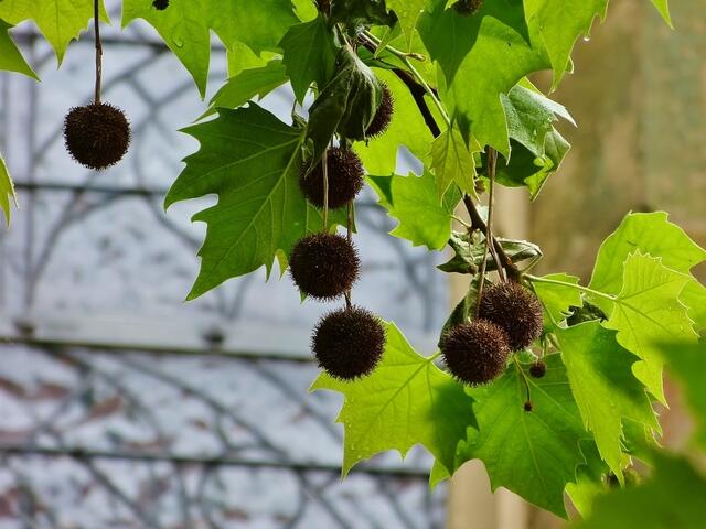 Früchte der Platane