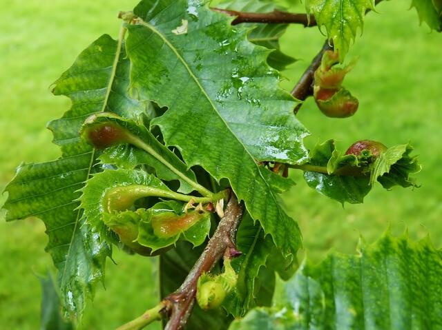 An den Maronen-Zweigen waren zahlreiche Gallwespen zu finden - Esskastanien-Gallwespe (Dryocosmus kuriphilus).