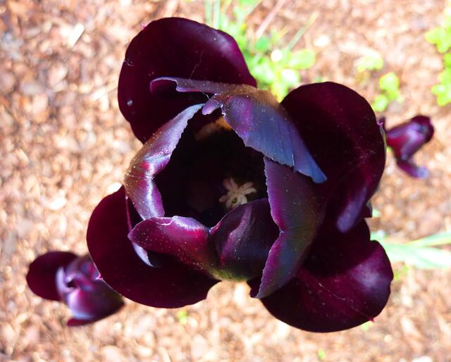 Schwarze Tulpe von oben