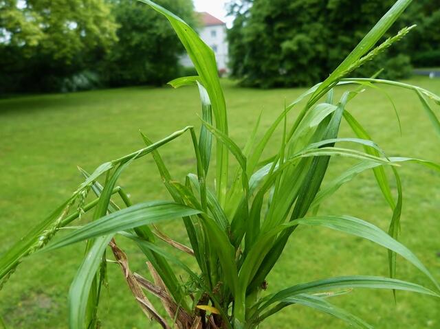 Dünnährige Segge (Carex strigosa), eine Spzialität mit nur wenigen, weit verstreuten Fundorten