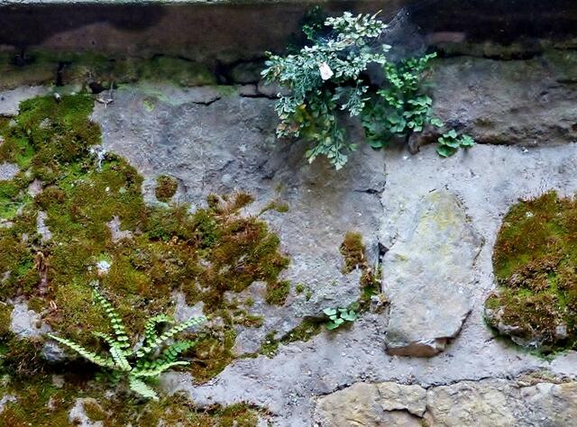 Mauerraute oder Mauer-Streifenfarn (Asplenium ruta-muraria) oben rechts - und Braunstieliger Streifenfarn (Asplenium trichomanes) unten links