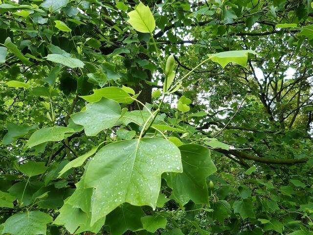 Tulpenbaum mit einer Knospe (Liriodendron tulipifera)