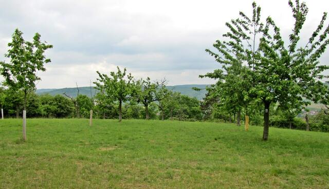 Der Baum des Jahres 2013 - Wilder Apfel.