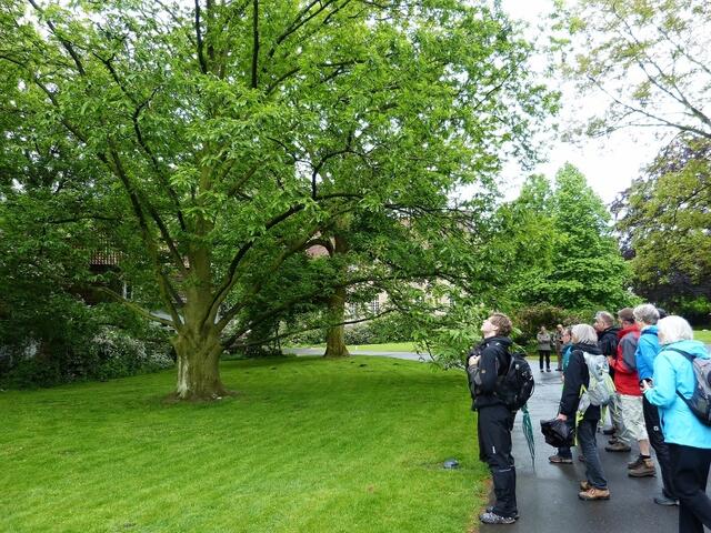 Die Gruppe vor einer Marone im Schloßgarten - Edelkastanie (Castanea sativa), auch Esskastanie genannt.