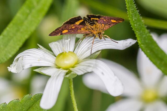 Der Purpurzünsler Pyrausta aurata