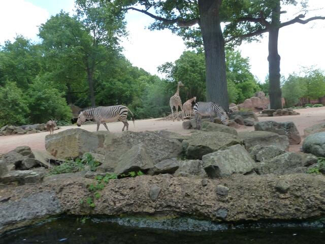 Zebras und Giraffen.