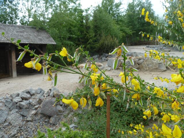 Etwas frisches am Wege.