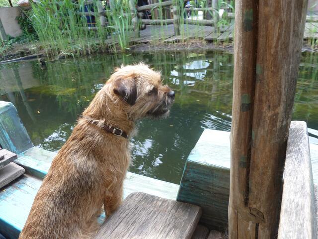 Was das Hundi wohl so denkt.