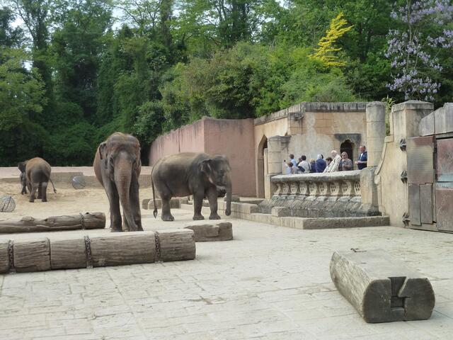 Sehr beliebt,die Elefanten.