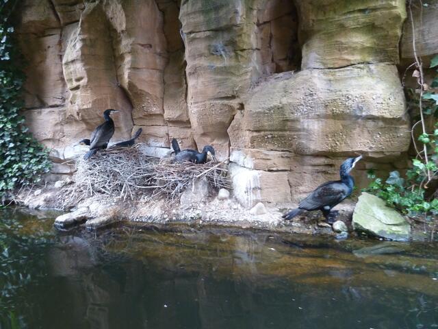 Die brütenden Vögel ließen sich nicht stören.