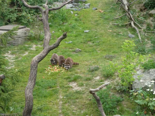 Putzige Waschbären hatten gerade etwas zu fressen gekriegt.