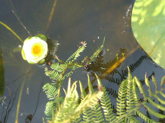 Pflanzen, ob Büsche oder wie hier Wasserpflanzen sind aus 'm Garten in Rittersdorf.