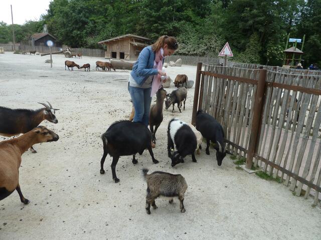 Hier auf der Streichelwiese sieht man viele Ziegen.