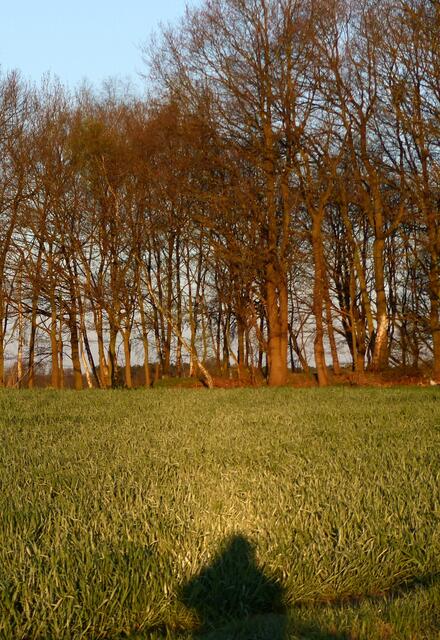 Ein "Heiligenschein" um den Schatten der Naturbeobachterin.