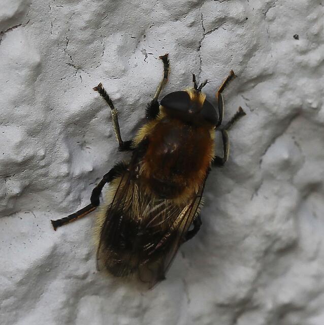 Hummel-Waldschwebfliege (Volucella bombylans), ihre Larven ernähren sich in Hummelnestern von toten Hummellarven.