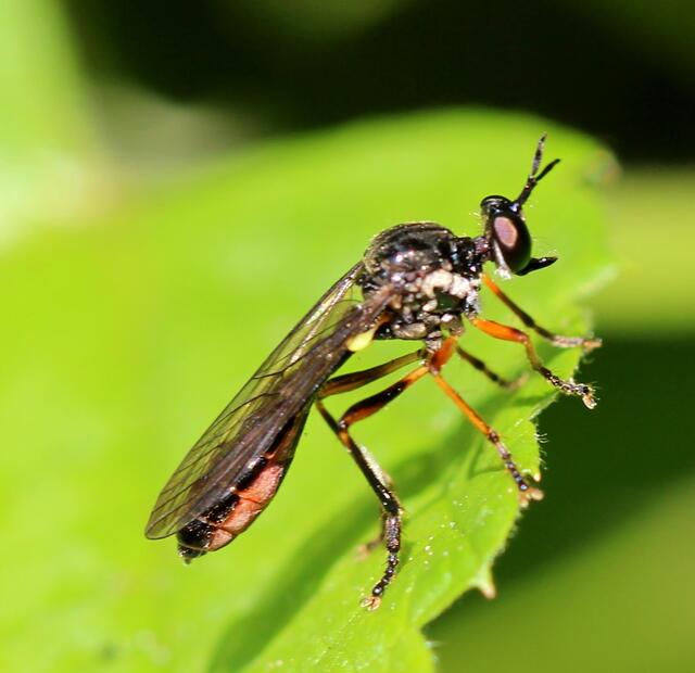 Raubfliege (Dioctria rufipes)