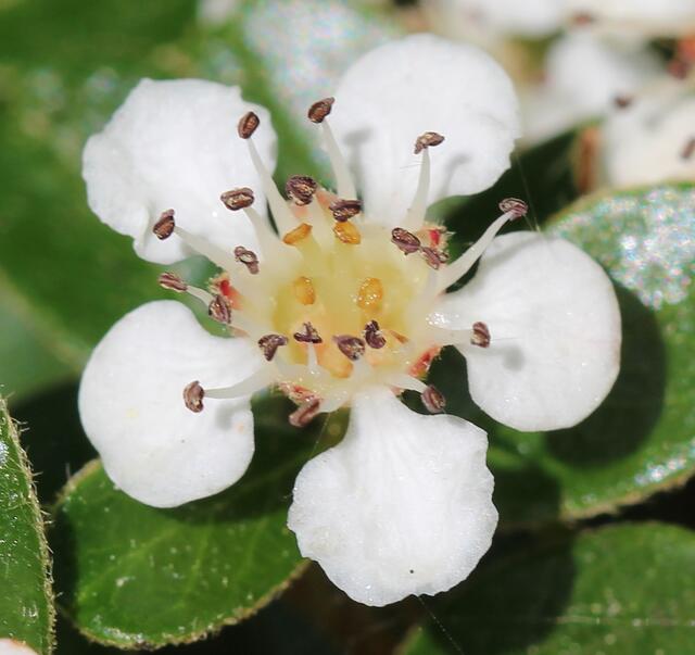 Cotoneaster blüht