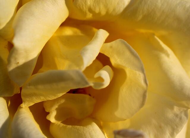 Rose im Abendlicht