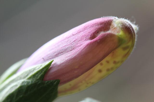 Erinnert an ein Fischmaul: Noch geschlossene Digitalis-Blüte