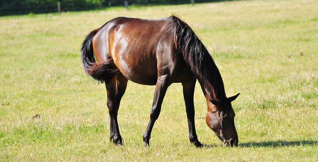 Pferd