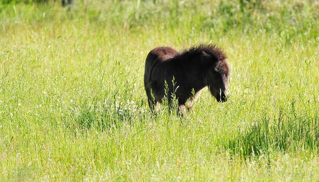 Pony