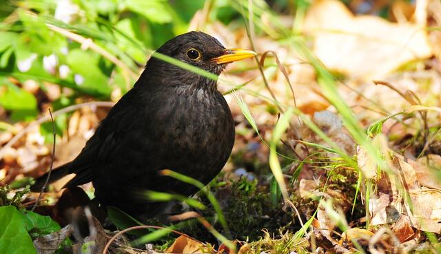 Amsel