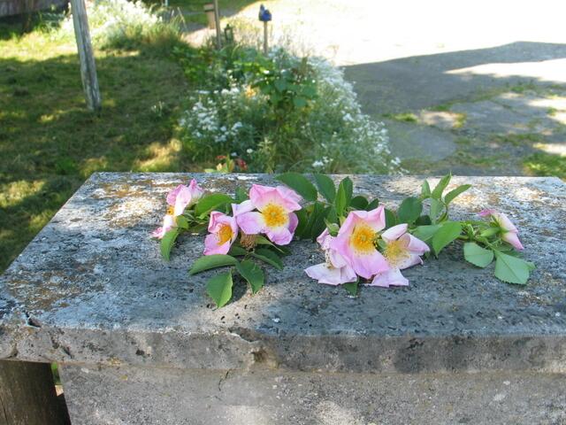 Rosen  - Detailansicht einer Zaunsäule - für die Prozession.