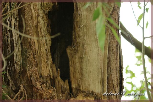 Ist das sein Versteck?