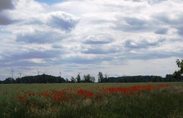 Wolken schweben über rotem Mohn bei Rosefeld (Anhalt)
