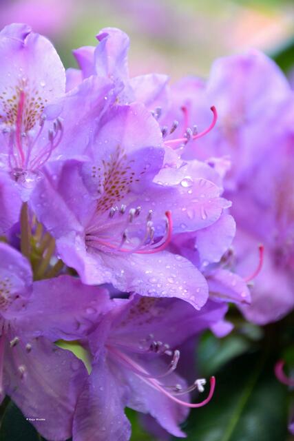Rhododendren gehören zur Familie der Heidekrautgewächse (Foto: Katja Woidtke)