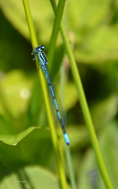 Azurjungfer an den Wasserbecken im Stadtpark Hannover (Foto: Katja Woidtke)