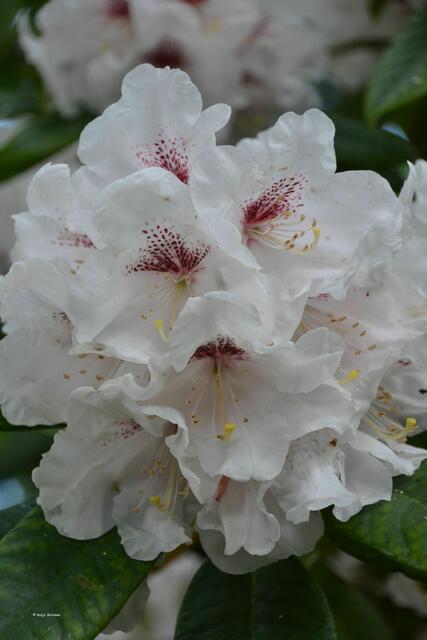 Rhododendronblüte im Stadtpark Hannover (Foto: Katja Woidtke)
