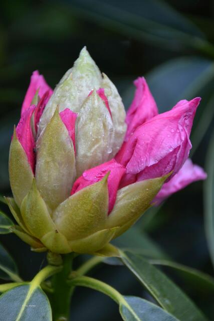 Blütenstand eines Rhododendrons mit noch geschlossenen Blüten (Foto: Katja Woidtke