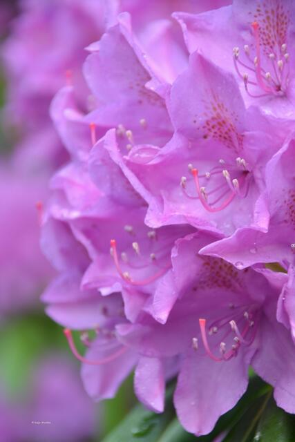 Rhododendronblüte im Stadtpark Hannover (Foto: Katja Woidtke9